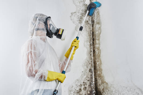 Best Post-Flood Mold Remediation in Goulding, FL