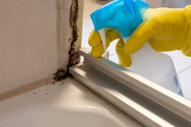 Best Mold Remediation for Specific Building Types in Goulding, FL